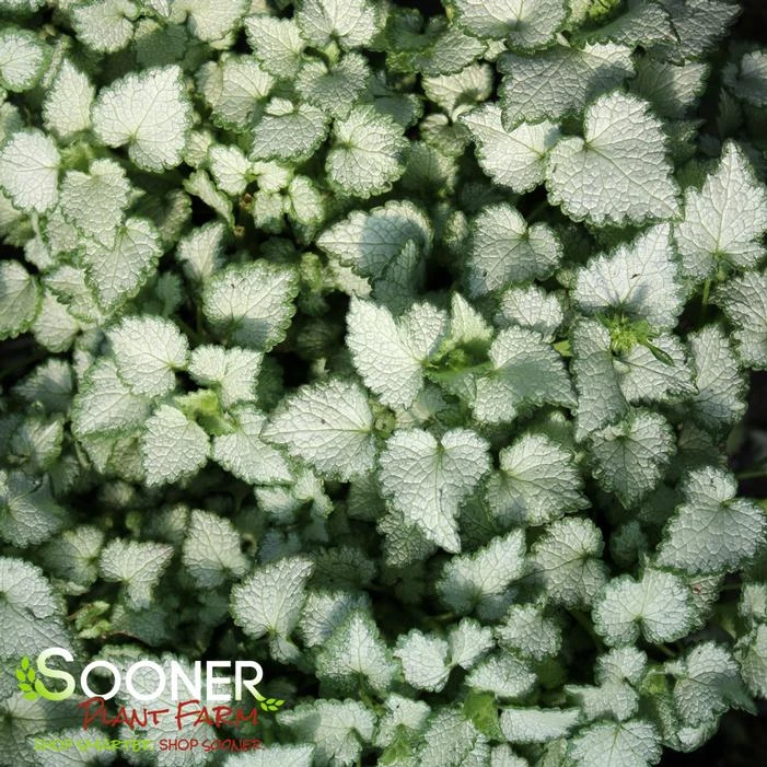 ORCHID FROST SPOTTED DEADNETTLE 3 ORCHID FROST SPOTTED DEADNETTLE