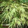 WATERFALL WEEPING JAPANESE MAPLE 2 WATERFALL WEEPING JAPANESE MAPLE -Greenscape Shop DETA 207