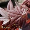 HEFNER'S RED UPRIGHT JAPANESE MAPLE 1 HEFNER'S RED UPRIGHT JAPANESE MAPLE -Greenscape Shop DETA 2085