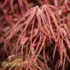 HUBB'S RED WILLOW UPRIGHT JAPANESE MAPLE -Greenscape Shop DETA 2089