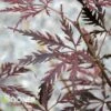 GARNET WEEPING JAPANESE MAPLE -Greenscape Shop DETA 2097