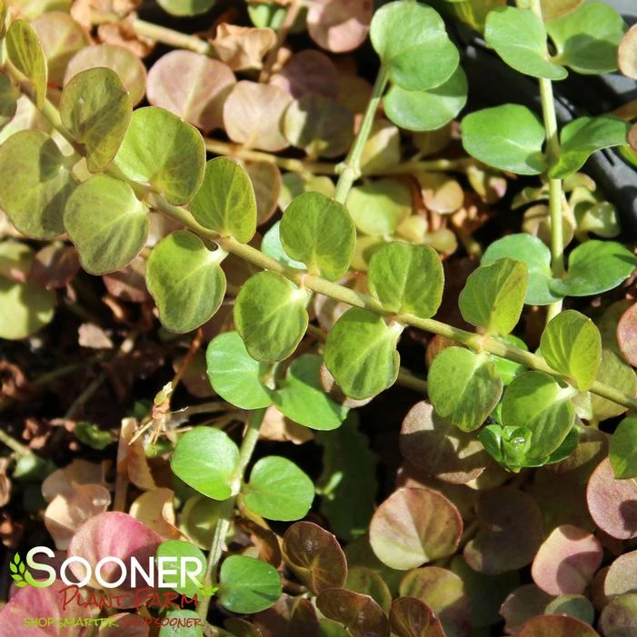 GREEN MONEYWORT 4 GREEN MONEYWORT - Image 2