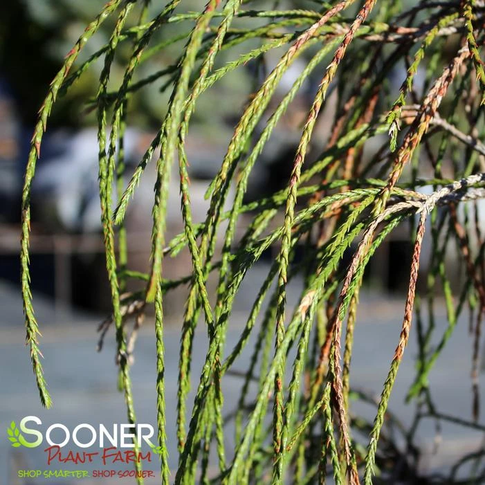 WHIPCORD ARBORVITAE 3 WHIPCORD ARBORVITAE