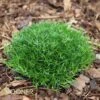 IRISH MOSS -Greenscape Shop DETA 214