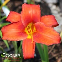CHICAGO APACHE DAYLILY 5 CHICAGO APACHE DAYLILY -Greenscape Shop DETA 2144