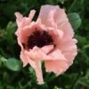 HELEN ELIZABETH ORIENTAL POPPY -Greenscape Shop DETA 2162