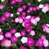 FIRST LOVE® DIANTHUS -Greenscape Shop DETA 2204