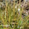 ORANGE NEW ZEALAND SEDGE 2 ORANGE NEW ZEALAND SEDGE -Greenscape Shop DETA 222