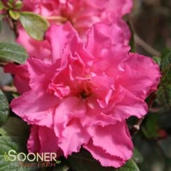 BLOOM-A-THON® PINK DOUBLE AZALEA -Greenscape Shop DETA 2242