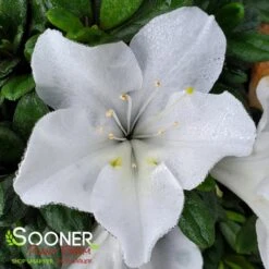 BLOOM-A-THON® WHITE AZALEA 9 BLOOM-A-THON® WHITE AZALEA -Greenscape Shop DETA 2244