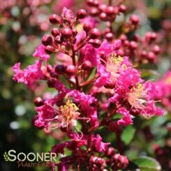 BERRY DAZZLEĀ® CRAPEMYRTLE