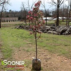 PRAIRIFIRE CRABAPPLE -Greenscape Shop DETA 23