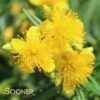 SUNNY BOULEVARD® ST. JOHN'S WORT 1 SUNNY BOULEVARD® ST. JOHN'S WORT -Greenscape Shop DETA 2303