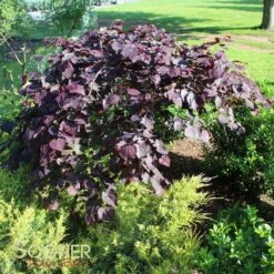 RUBY FALLS WEEPING REDBUD 10 RUBY FALLS WEEPING REDBUD -Greenscape Shop DETA 2311