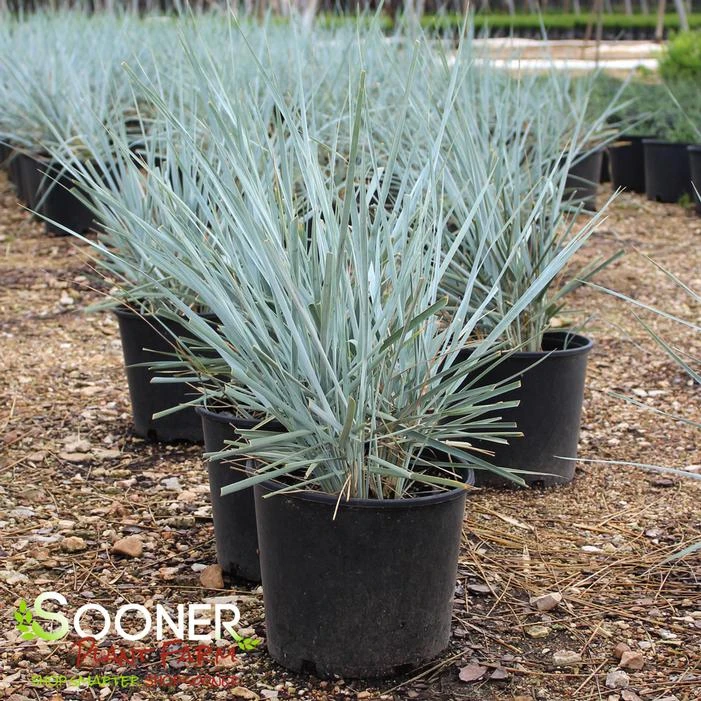 BLUE DUNE LYME GRASS 3 BLUE DUNE LYME GRASS