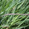 PRAIRIE WINDS® CHEYENNE SKY SWITCH GRASS -Greenscape Shop DETA 2330