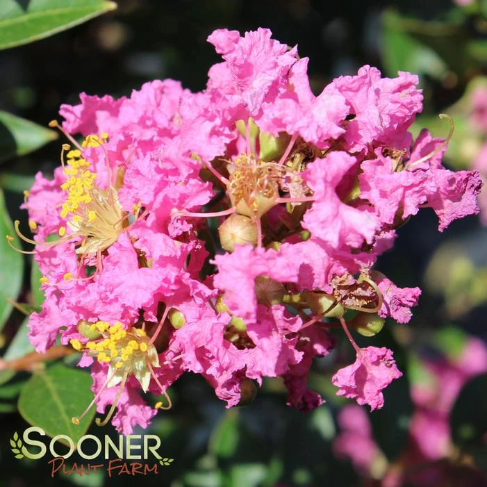 DAZZLE ME PINK® CRAPEMYRTLE 4 DAZZLE ME PINK® CRAPEMYRTLE - Image 2
