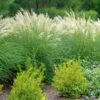 ADAGIO DWARF MAIDEN GRASS -Greenscape Shop DETA 242