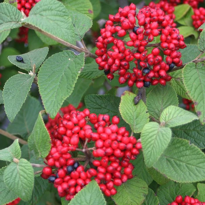 RED BALLOON® VIBURNUM 4 RED BALLOON® VIBURNUM - Image 2