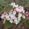 SPICE GIRL® KOREAN SPICE VIBURNUM -Greenscape Shop DETA 2439