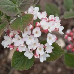 SPICE GIRL® KOREAN SPICE VIBURNUM
