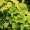 GOLDEN GLITTER™ SPIRAEA -Greenscape Shop DETA 2440