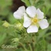 HAPPY FACE® WHITE POTENTILLA -Greenscape Shop DETA 2445