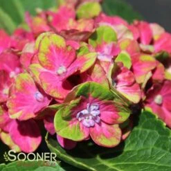 PISTACHIO HYDRANGEA -Greenscape Shop DETA 2500