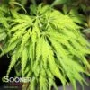 FILIGREE WEEPING JAPANESE MAPLE -Greenscape Shop DETA 2523
