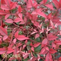 FLIRT™ NANDINA 7 FLIRT™ NANDINA -Greenscape Shop DETA 2539