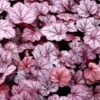 GEORGIA PLUM CORAL BELLS -Greenscape Shop DETA 2559