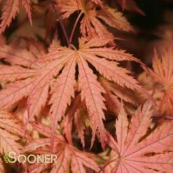 ARIADNE UPRIGHT JAPANESE MAPLE -Greenscape Shop DETA 2564