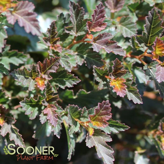 TINY WINE® NINEBARK 4 TINY WINE® NINEBARK - Image 2