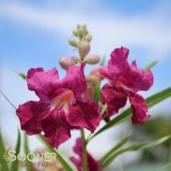 BURGUNDY DESERT WILLOW 7 BURGUNDY DESERT WILLOW -Greenscape Shop DETA 26