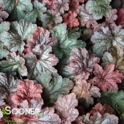 CAJUN FIRE CORAL BELLS -Greenscape Shop DETA 2613