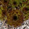 BLACK HENS & CHICKS -Greenscape Shop DETA 2633