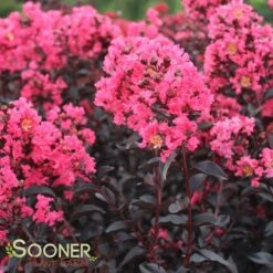 MIDNIGHT MAGIC™ CRAPEMYRTLE -Greenscape Shop DETA 2671