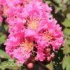 CORAL MAGIC CRAPEMYRTLE -Greenscape Shop DETA 2673