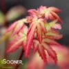 SHERWOOD ELFIN DWARF WEEPING JAPANESE MAPLE -Greenscape Shop DETA 2690
