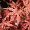 OLSEN'S FROSTED STRAWBERRY UPRIGHT JAPANESE MAPLE -Greenscape Shop DETA 2714
