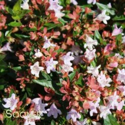RASPBERRY PROFUSION™ ABELIA -Greenscape Shop DETA 2716