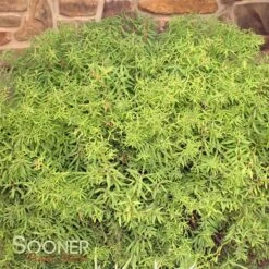 GOLD THREAD™ SPIRAEA -Greenscape Shop DETA 2719