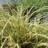 EVERORO SEDGE -Greenscape Shop DETA 2758