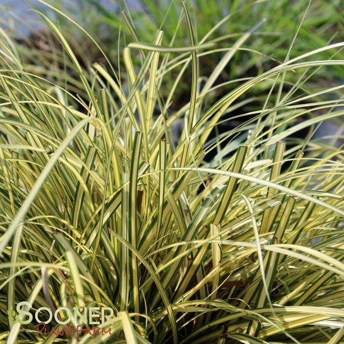 EVERORO SEDGE 3 EVERORO SEDGE