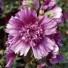 QUEENY PURPLE HOLLYHOCK 2 QUEENY PURPLE HOLLYHOCK -Greenscape Shop DETA 2763
