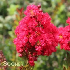 ENDURING SUMMER™ RED CRAPEMYRTLE 7 ENDURING SUMMER™ RED CRAPEMYRTLE -Greenscape Shop DETA 2828
