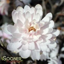 CENTENNIAL BLUSH™ STAR MAGNOLIA -Greenscape Shop DETA 2849