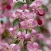 RUBY TEARS™ WEEPING CRABAPPLE -Greenscape Shop DETA 2851