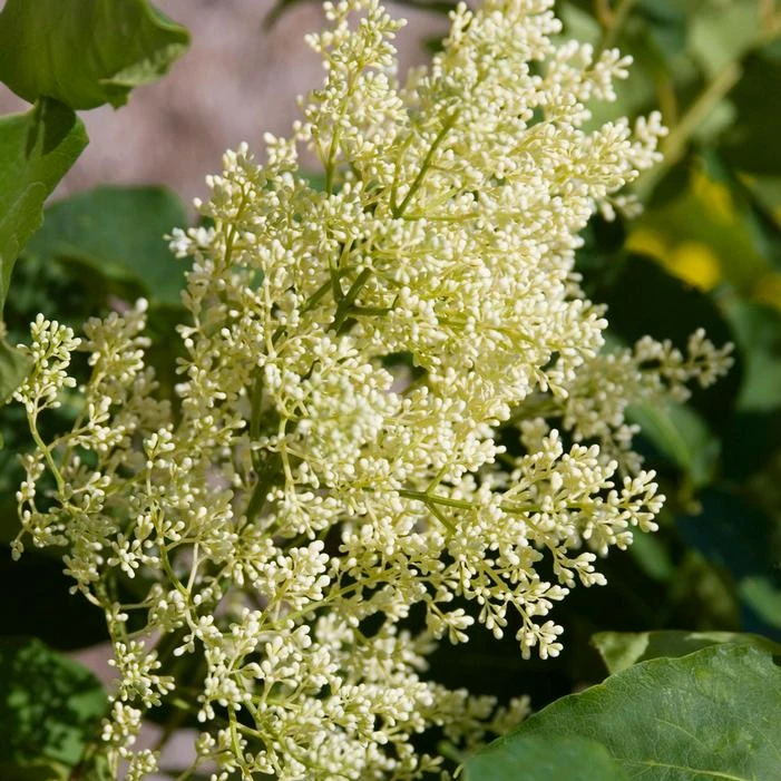 SNOWDANCE™ JAPANESE TREE LILAC 4 SNOWDANCE™ JAPANESE TREE LILAC - Image 2