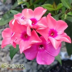 CORAL CRÈME DROP™ GARDEN PHLOX -Greenscape Shop DETA 2868
